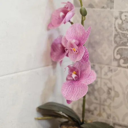 Casa Gisa شقة أولبيا